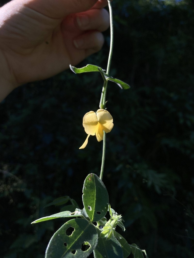 Nissolia longiflora photo 3