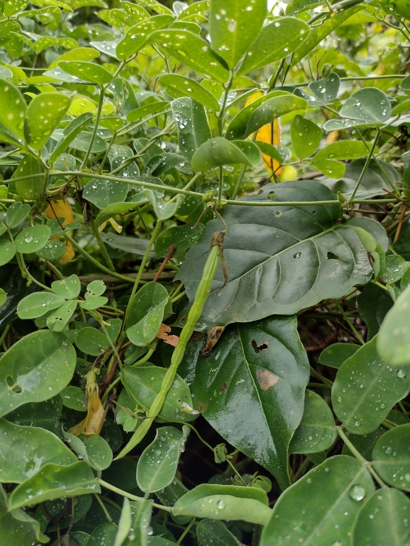 Nissolia longiflora photo 6