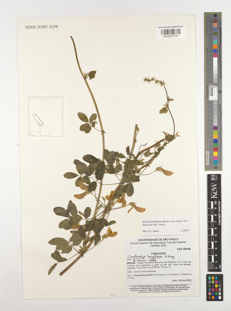 Nissolia longiflora photo 8