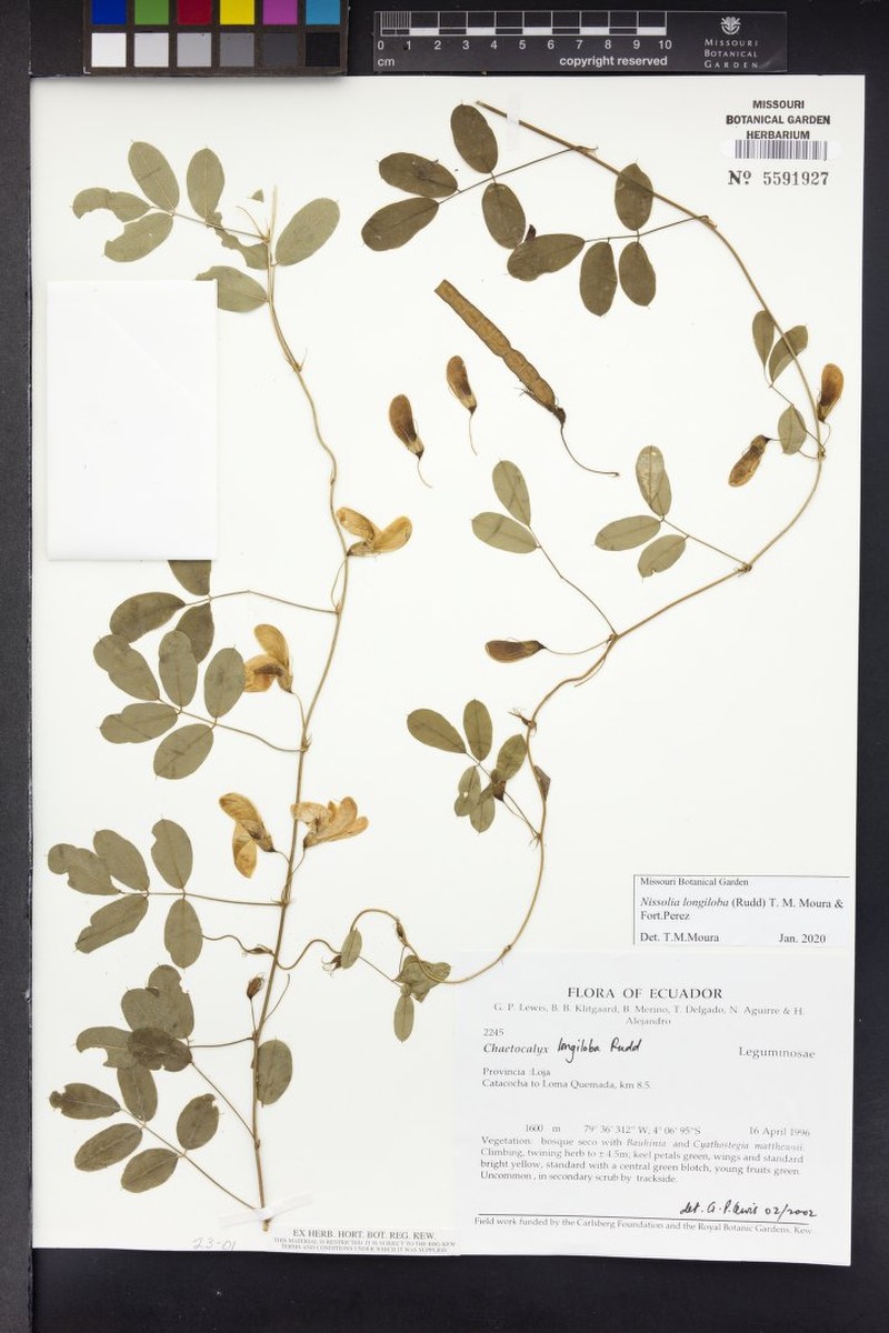 Nissolia longiloba