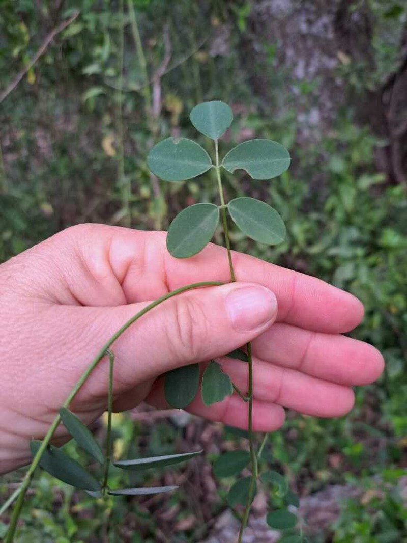 Nissolia nigricans photo 2