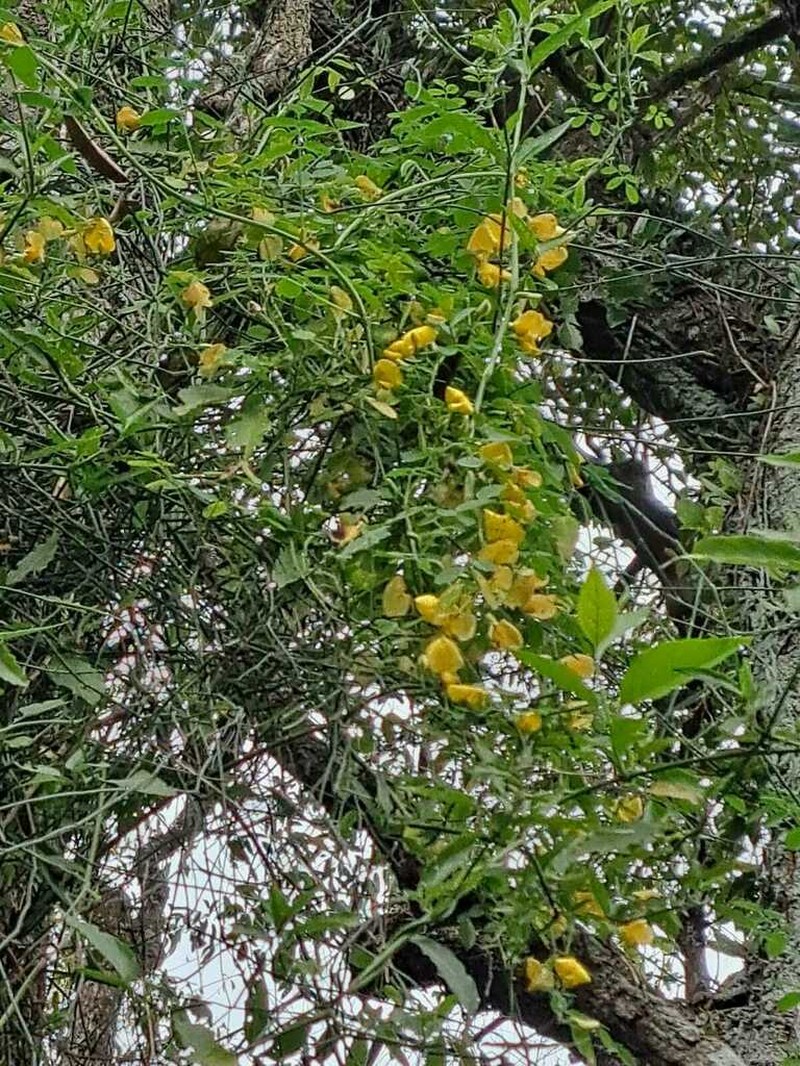 Nissolia nigricans photo 4