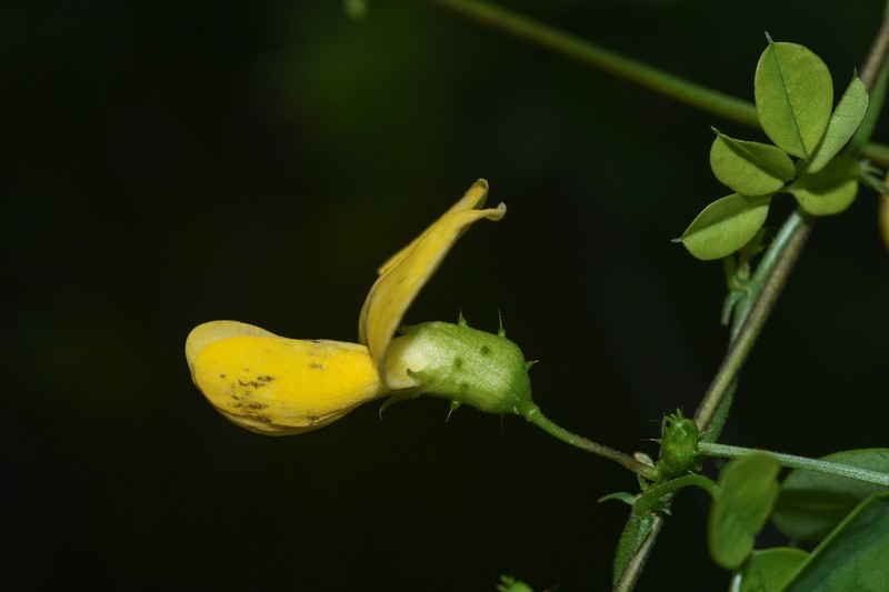 Nissolia nigricans photo 5
