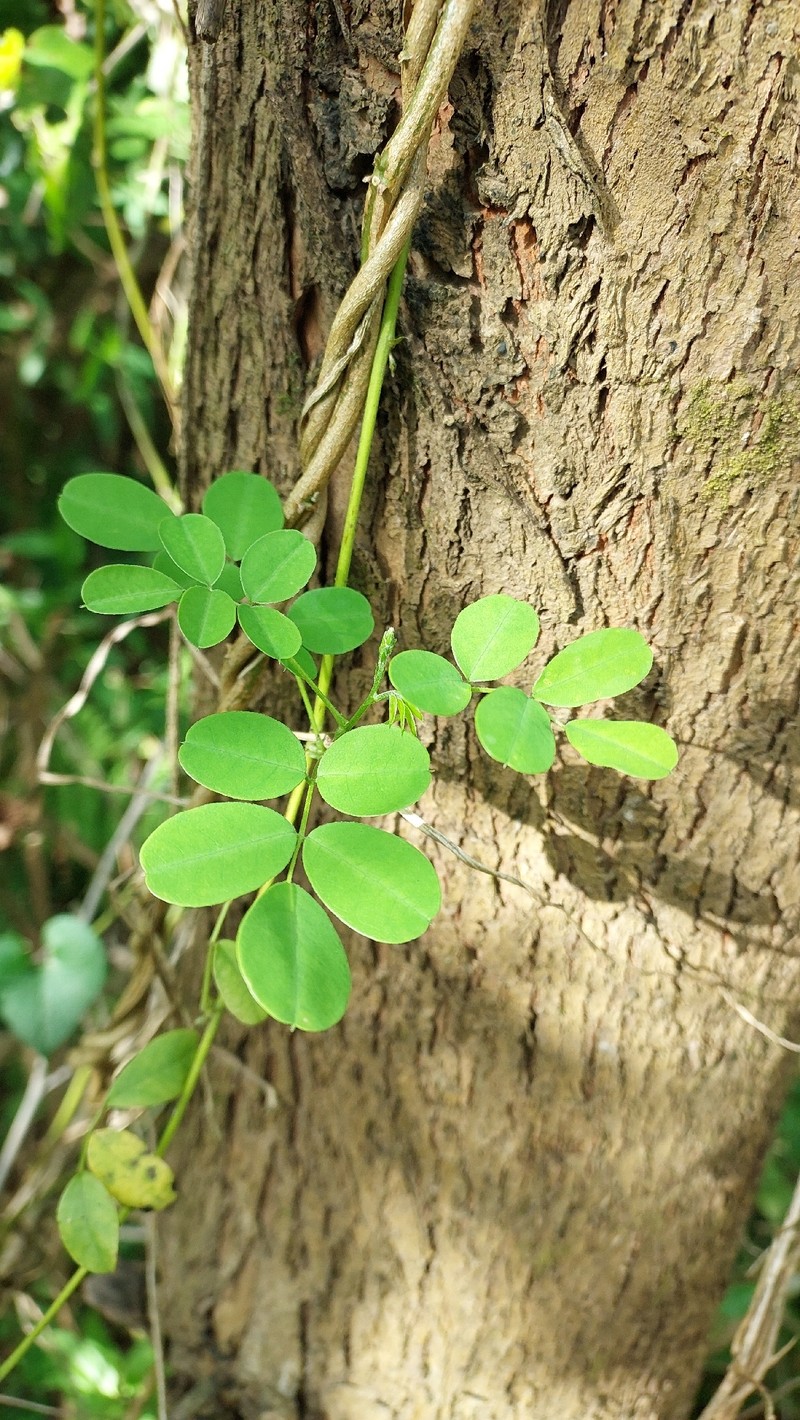 Nissolia nigricans photo 8