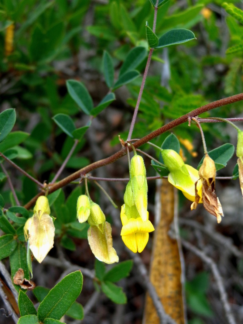 Broadsepal Yellowhood