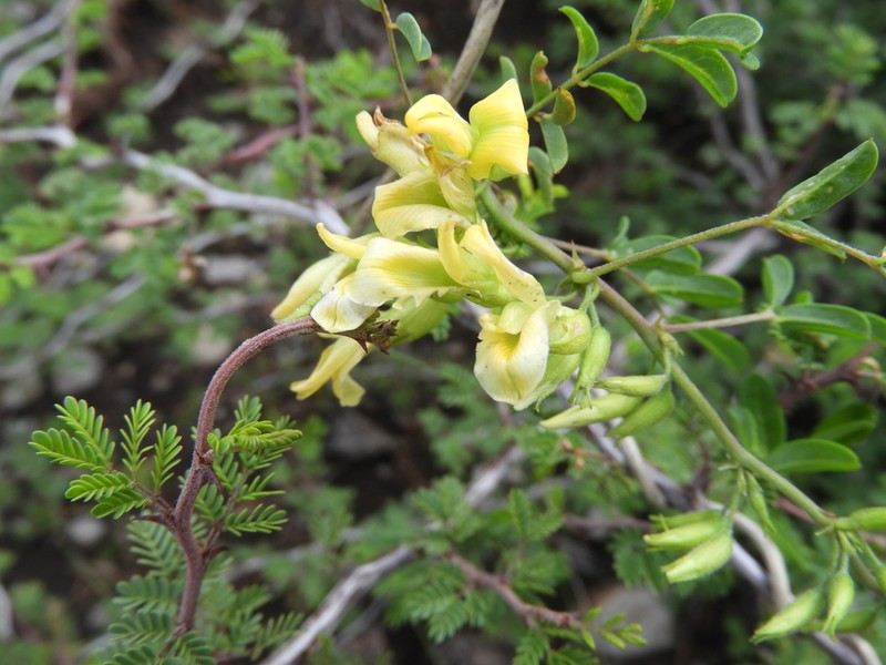Broadsepal Yellowhood photo 2