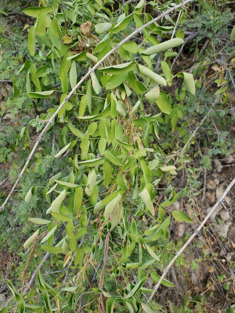 Broadsepal Yellowhood photo 3