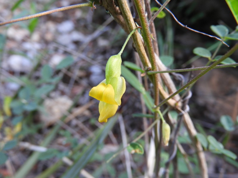 Broadsepal Yellowhood photo 4