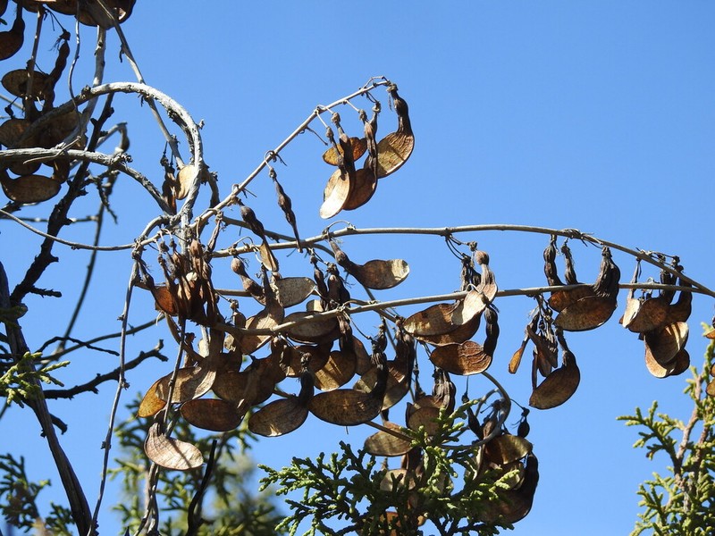 Broadsepal Yellowhood photo 5