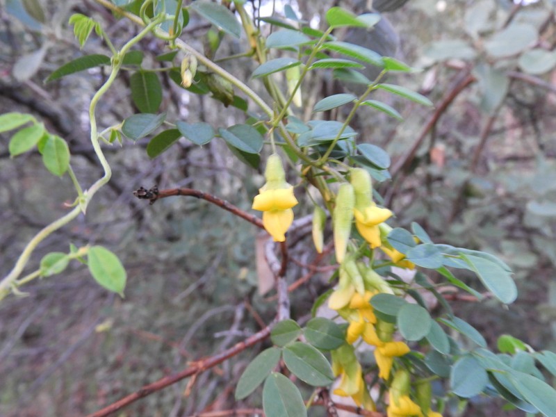 Broadsepal Yellowhood photo 6