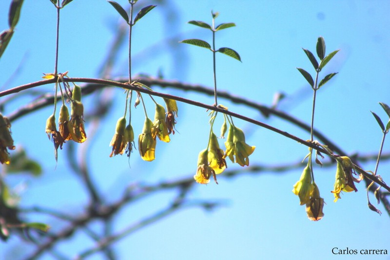 Broadsepal Yellowhood photo 7