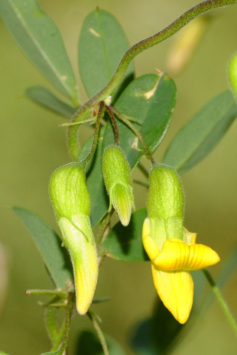 Broadsepal Yellowhood photo 8