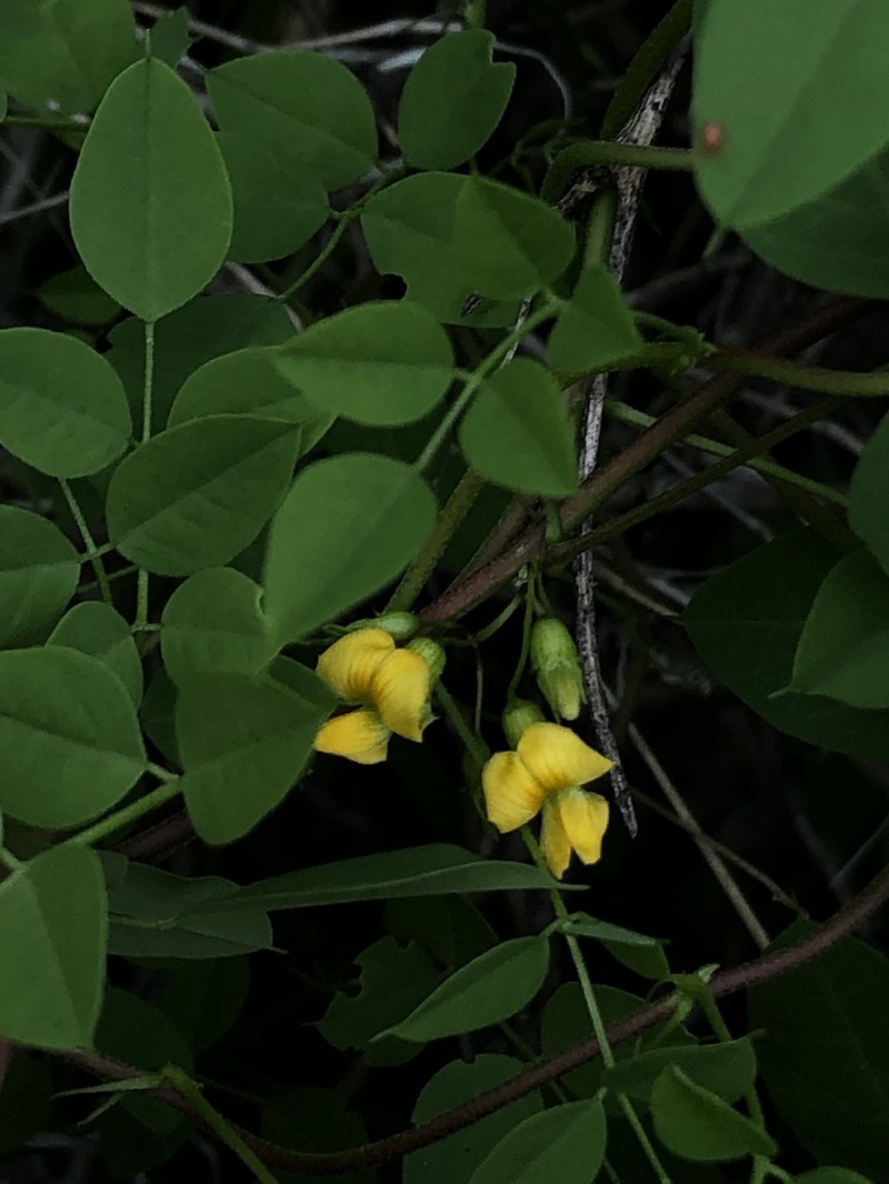 Schott's Yellowhood photo 2