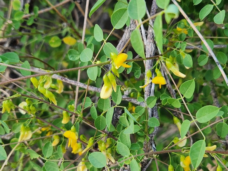 Schott's Yellowhood photo 3