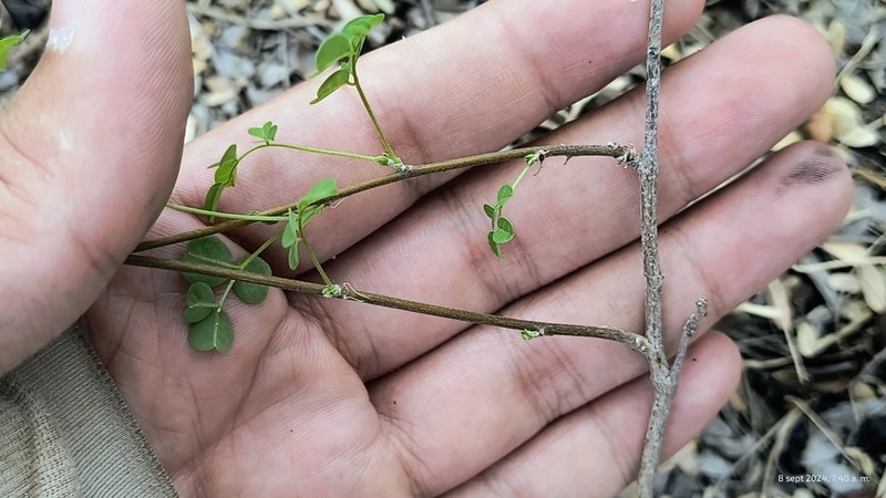Schott's Yellowhood photo 7
