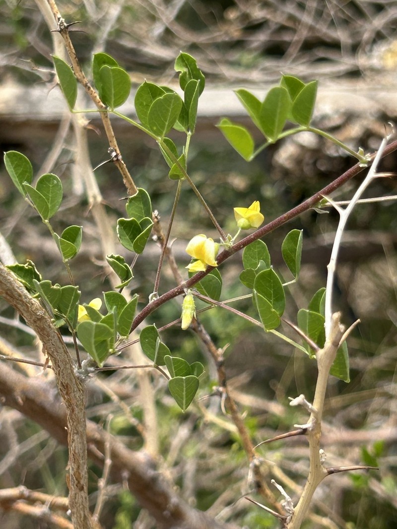 Schott's Yellowhood photo 8