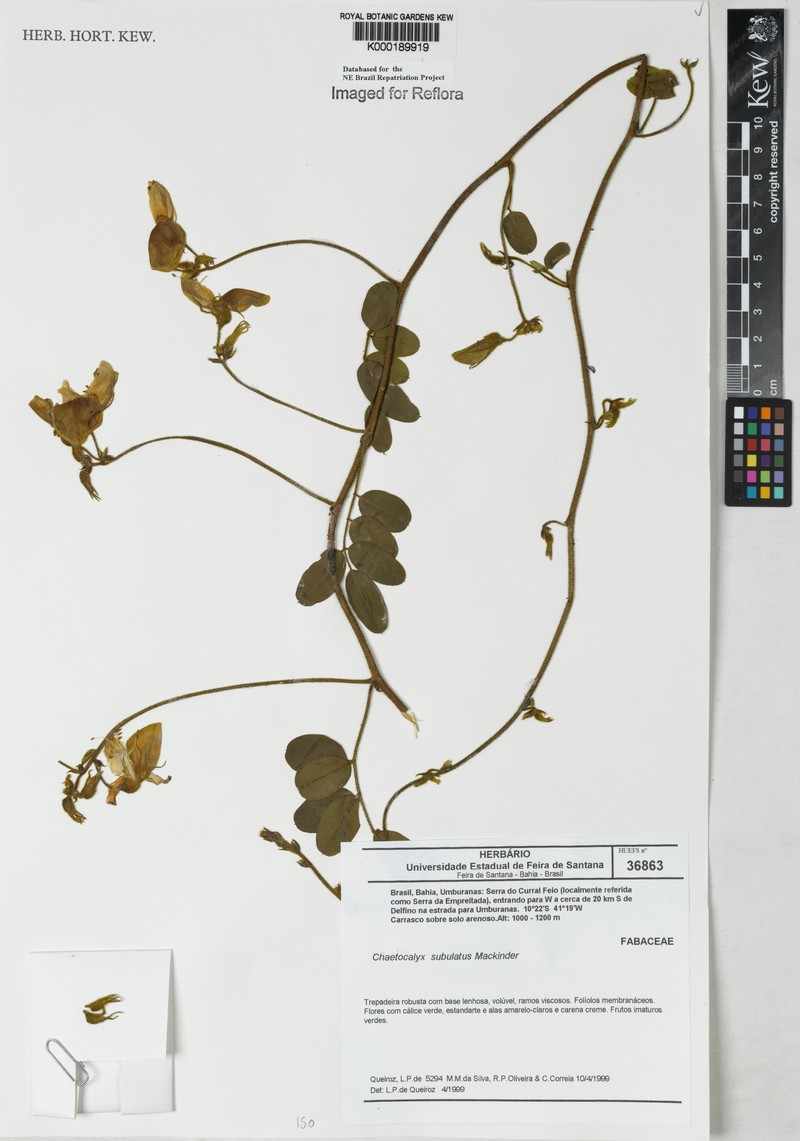 Nissolia subulata