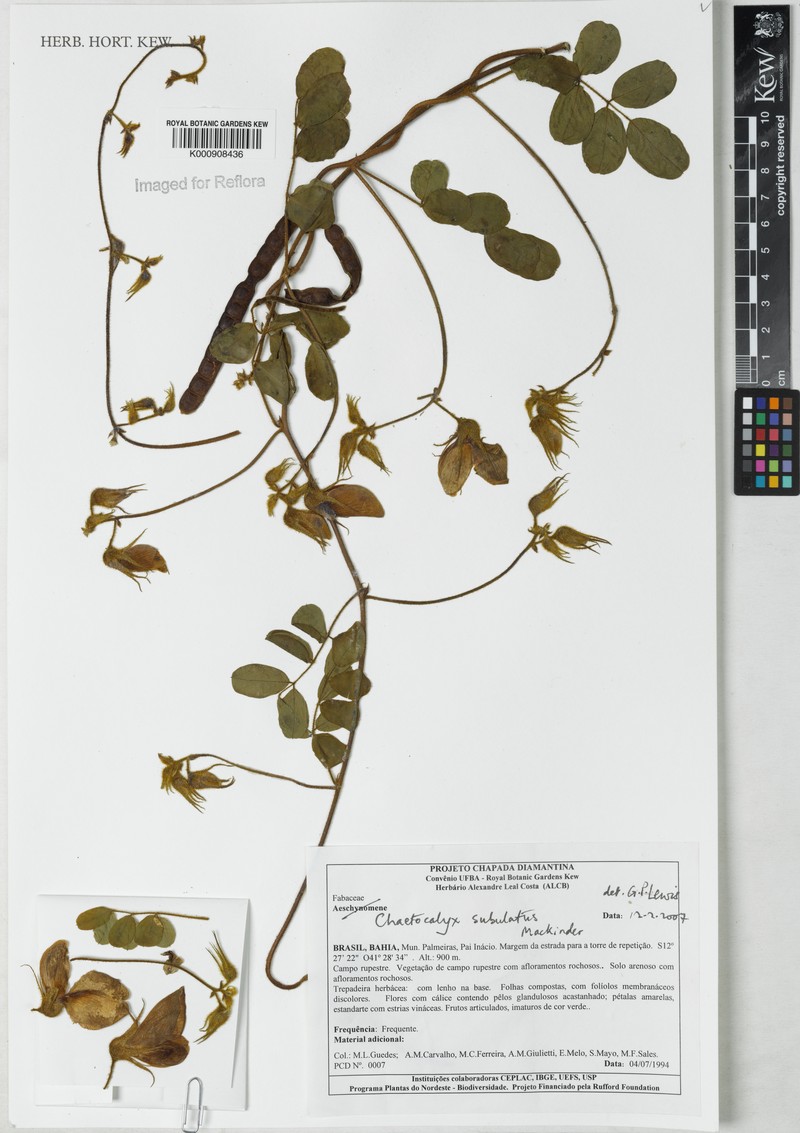 Nissolia subulata photo 2