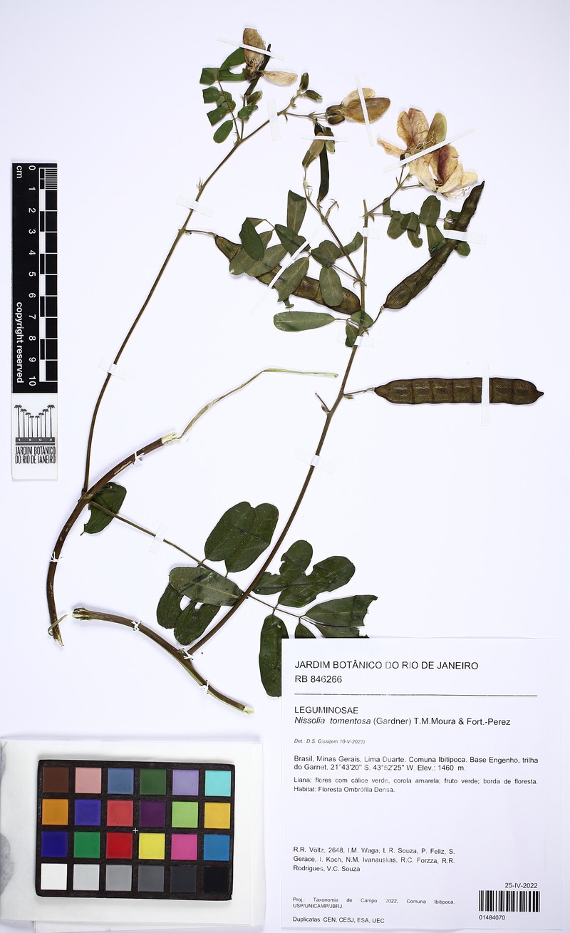 Nissolia tomentosa
