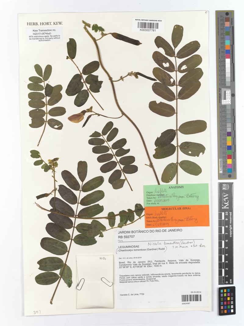 Nissolia tomentosa photo 2