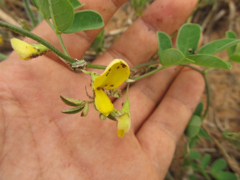 Nissolia vincentina