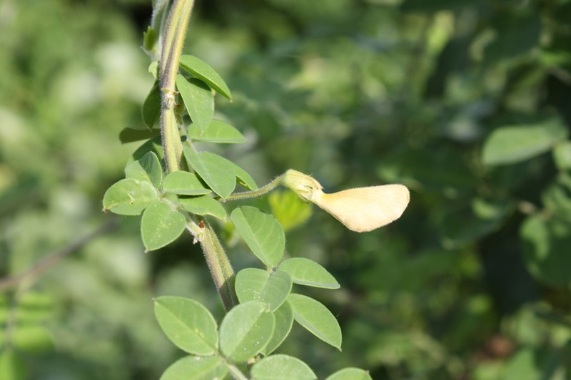 Nissolia vincentina photo 2