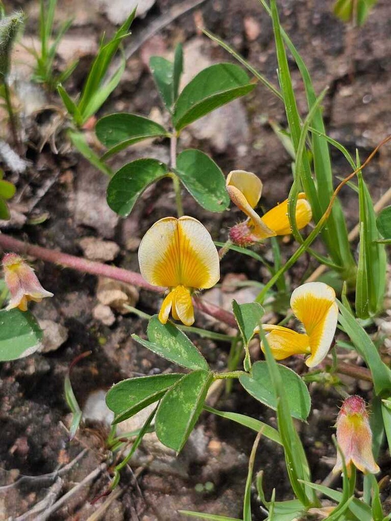 Arizona Yellowhood