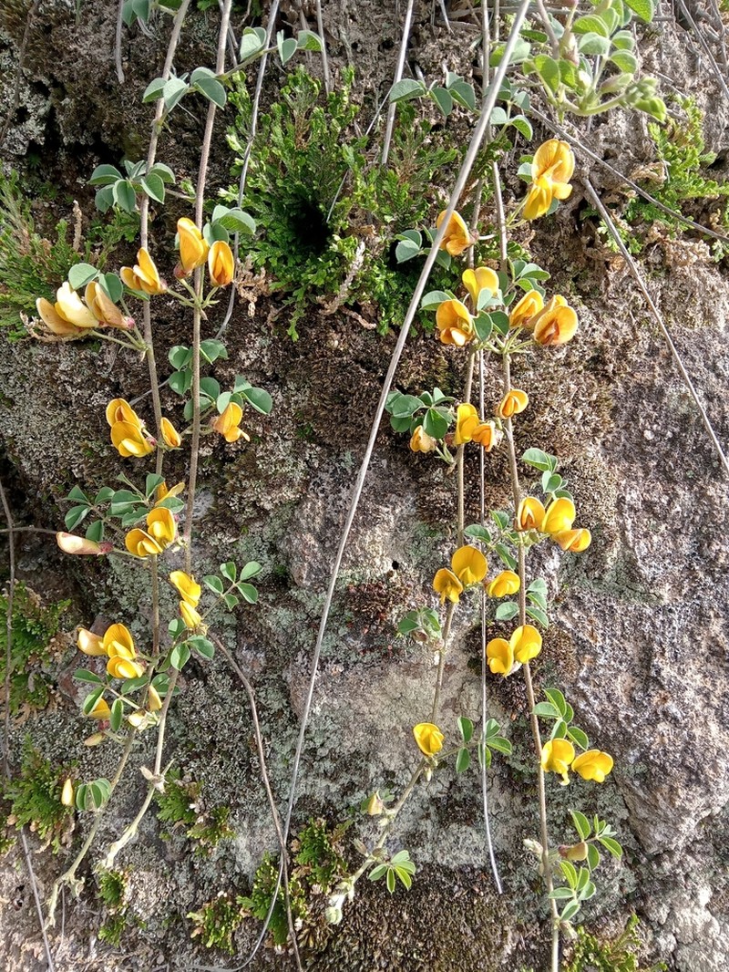 Arizona Yellowhood photo 2