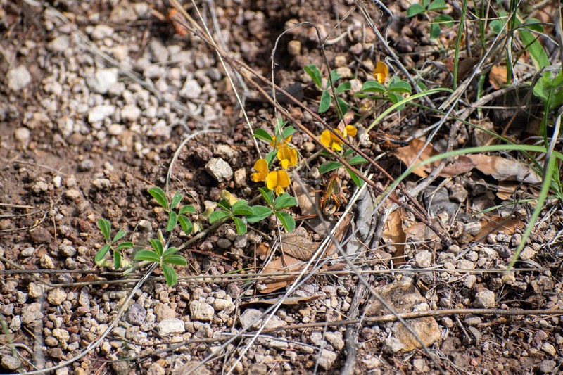 Arizona Yellowhood photo 3