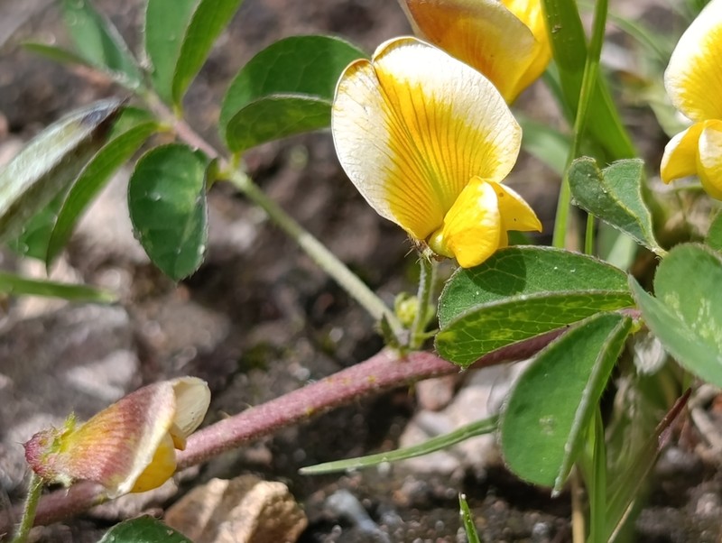 Arizona Yellowhood photo 4