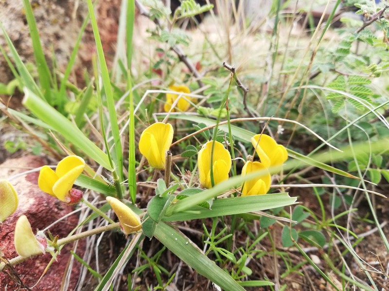 Arizona Yellowhood photo 5
