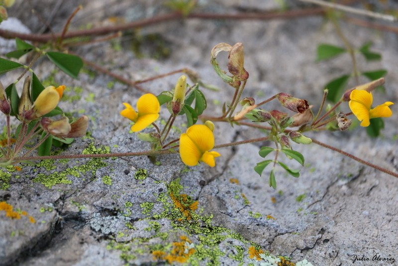 Arizona Yellowhood photo 6