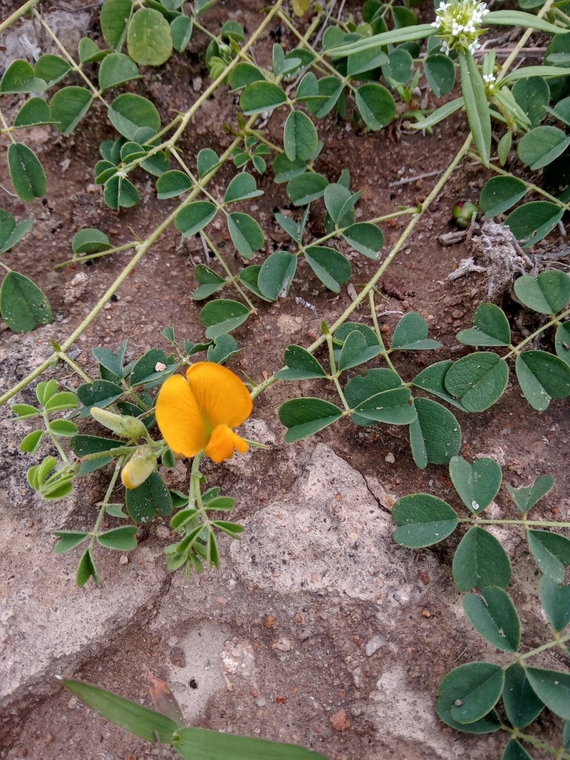 Arizona Yellowhood photo 7