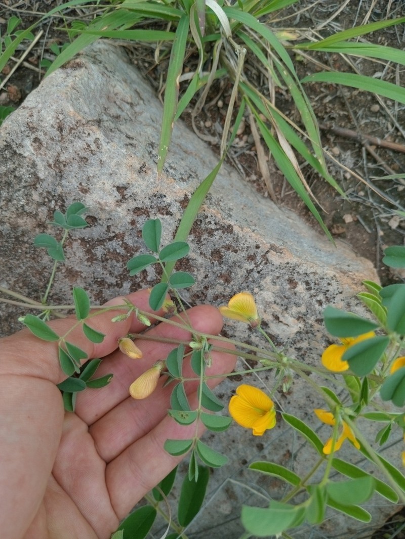 Arizona Yellowhood photo 8