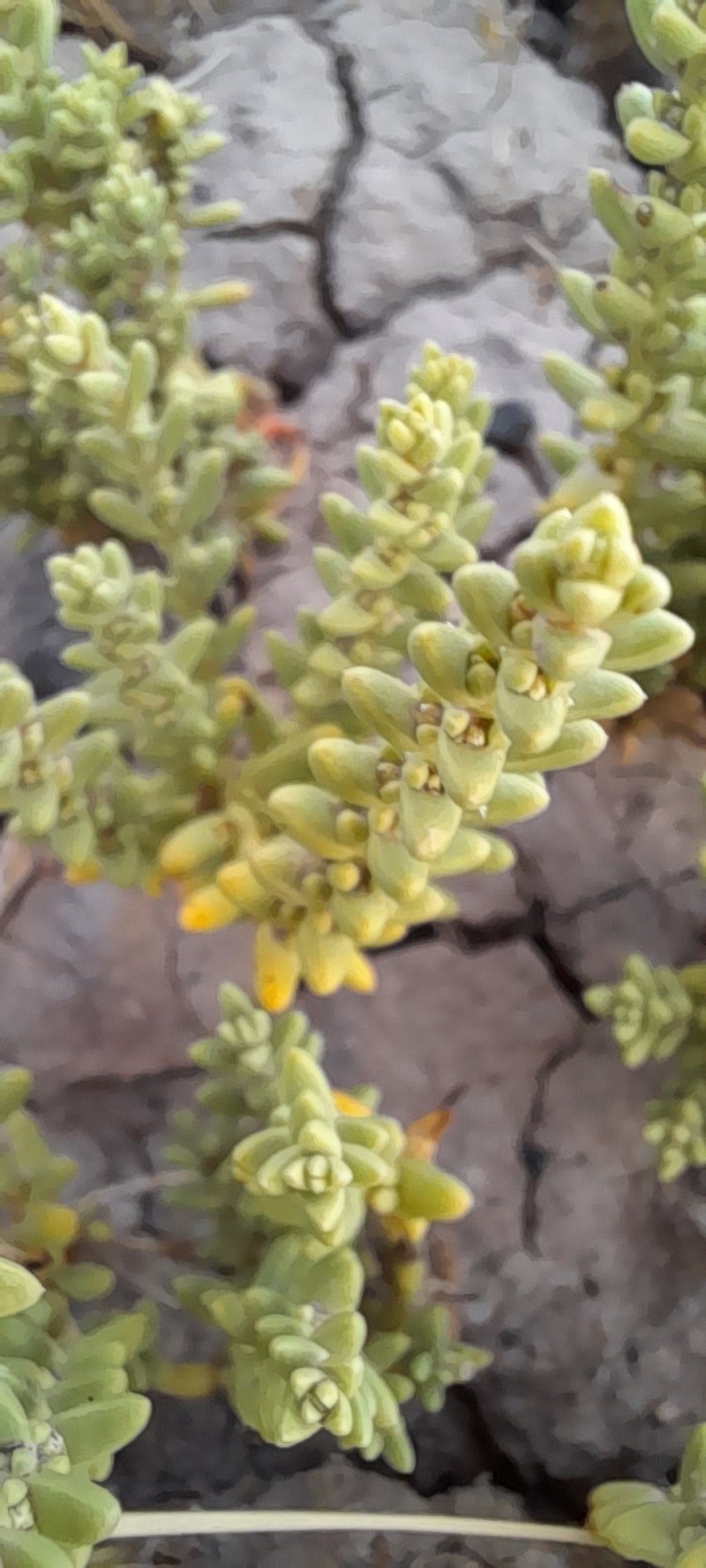 Nitrophila australis var. australis