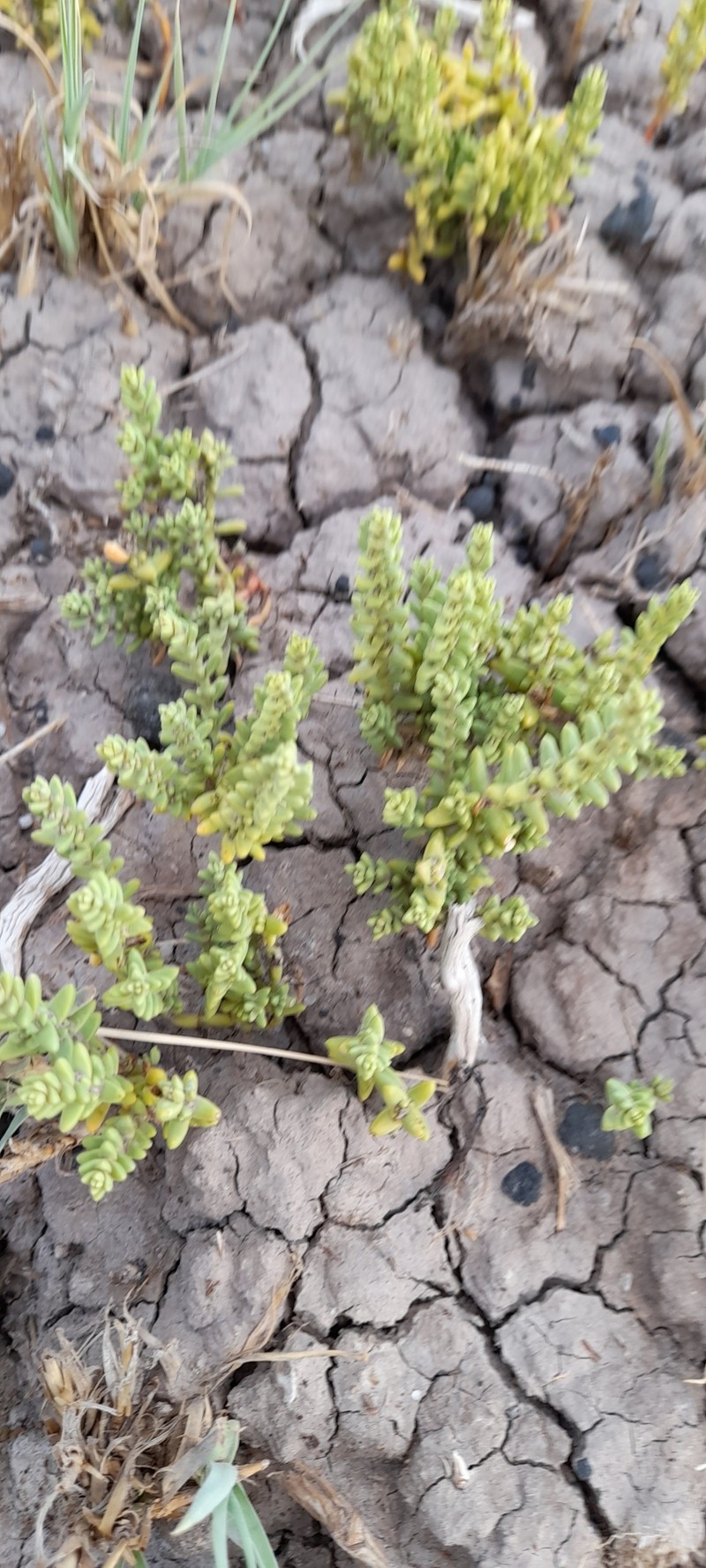 Nitrophila australis var. australis photo 2