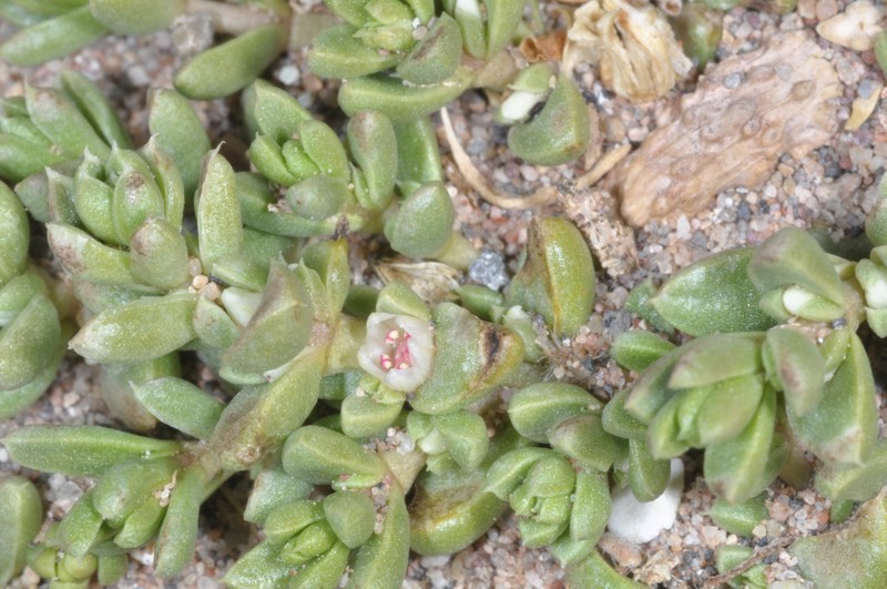 Nitrophila australis var. australis photo 3