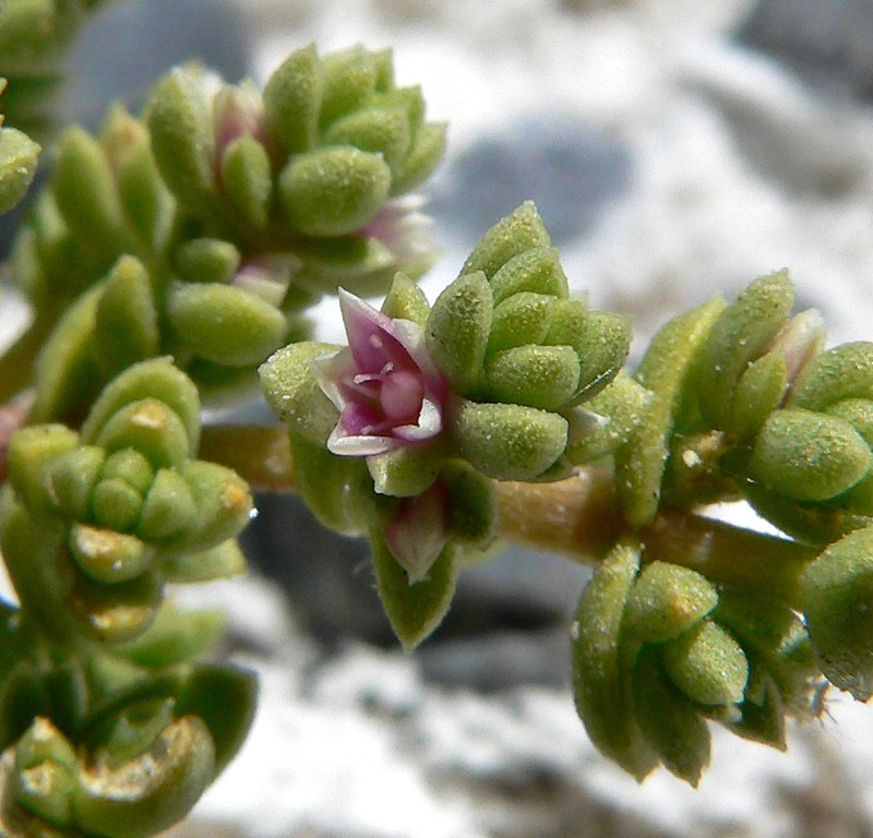Amargosa Niterwort photo 2