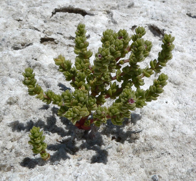 Amargosa Niterwort