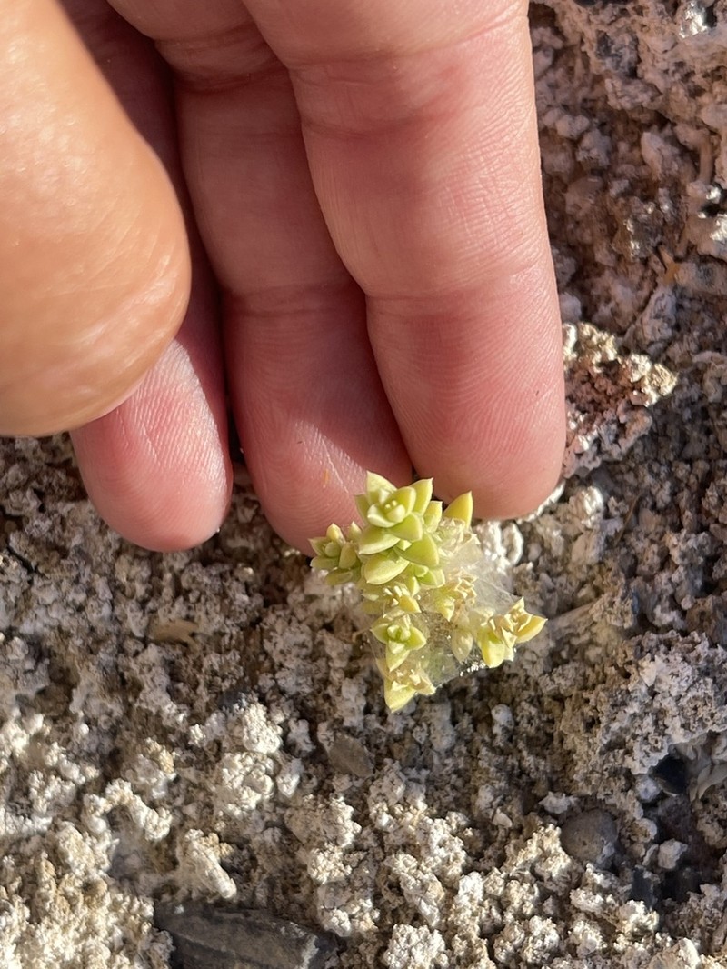 Amargosa Niterwort photo 3