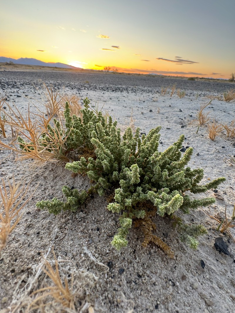Amargosa Niterwort photo 4