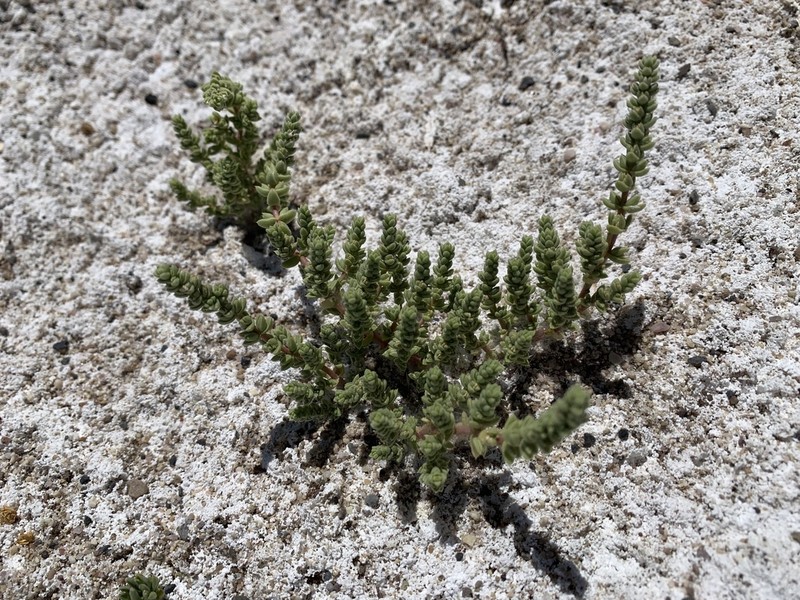 Amargosa Niterwort photo 5