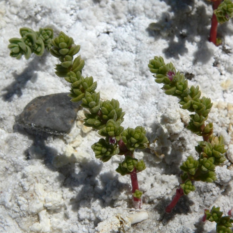 Amargosa Niterwort photo 6