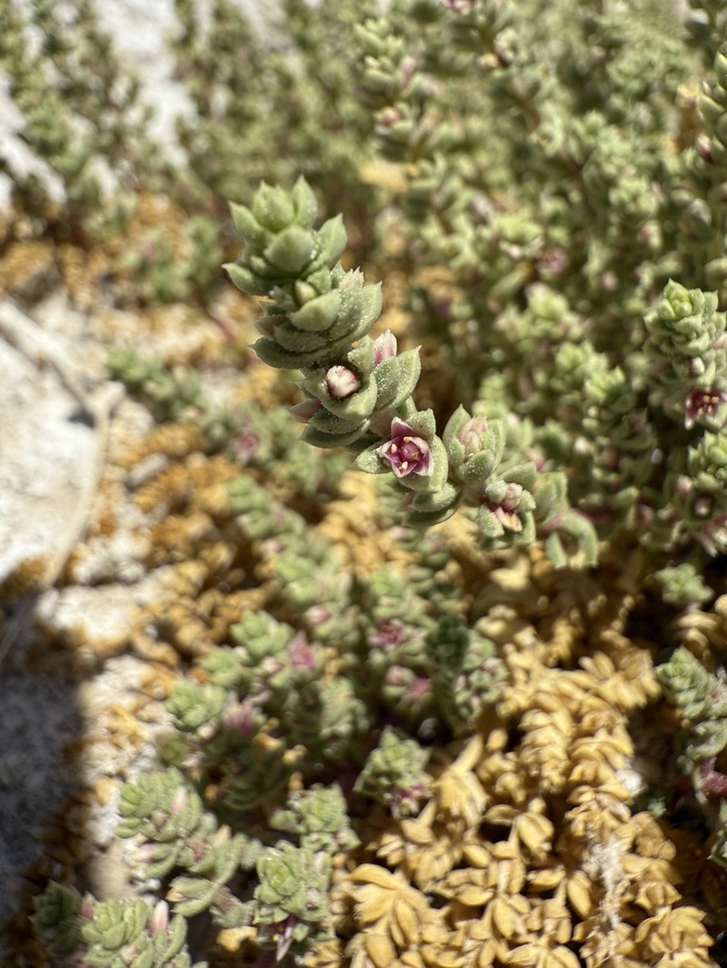 Amargosa Niterwort photo 7