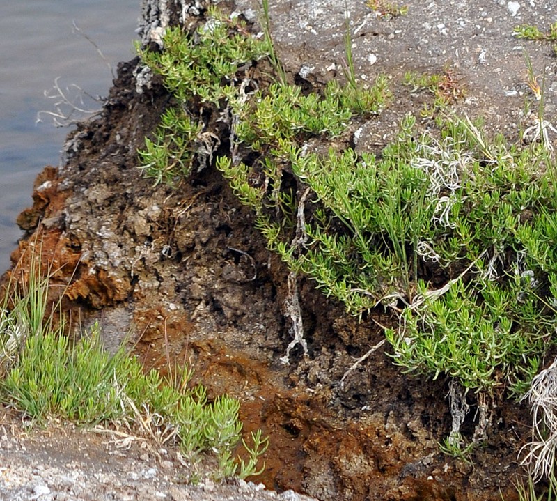 Boraxweed photo 2