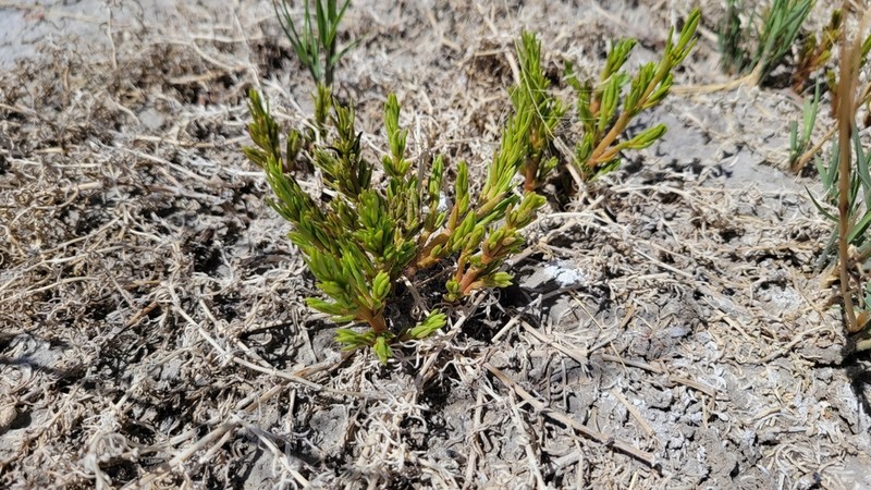 Boraxweed photo 3