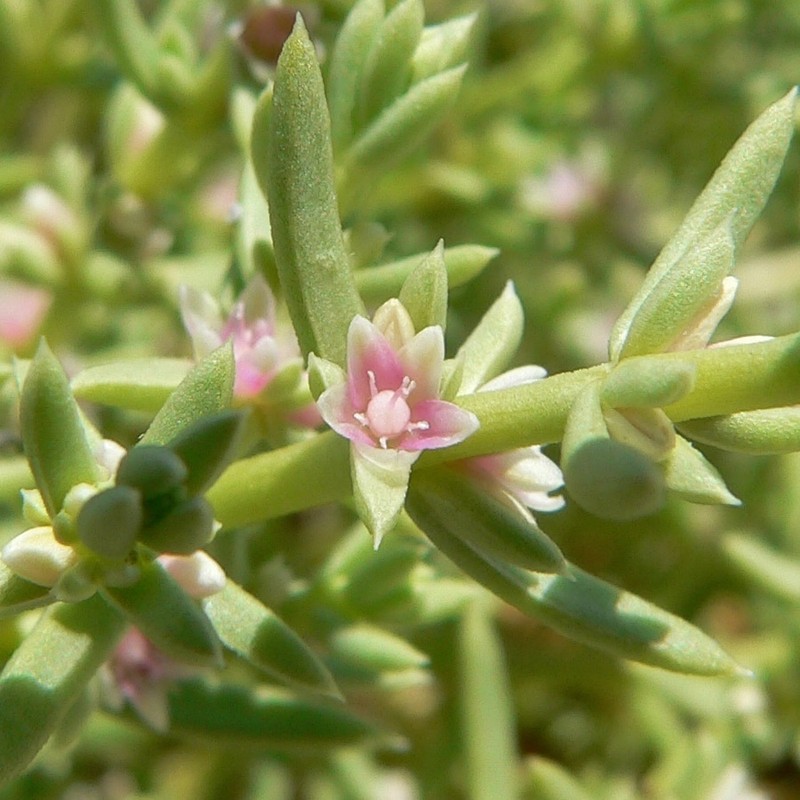 Boraxweed photo 4
