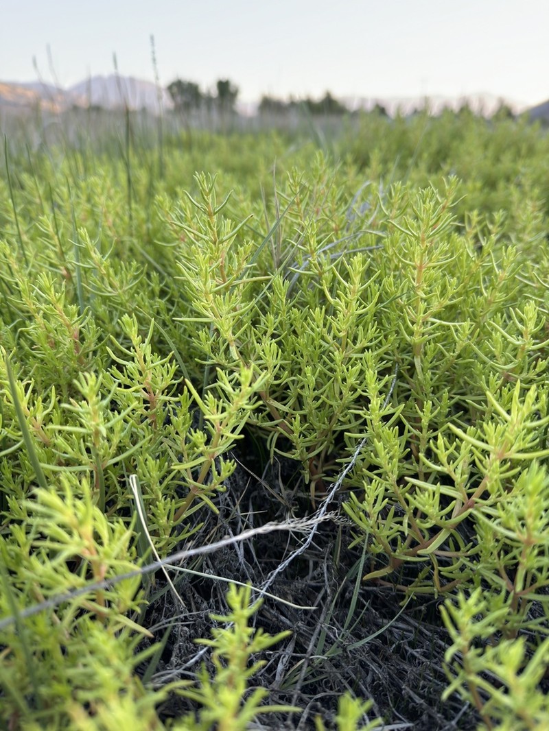 Boraxweed photo 5