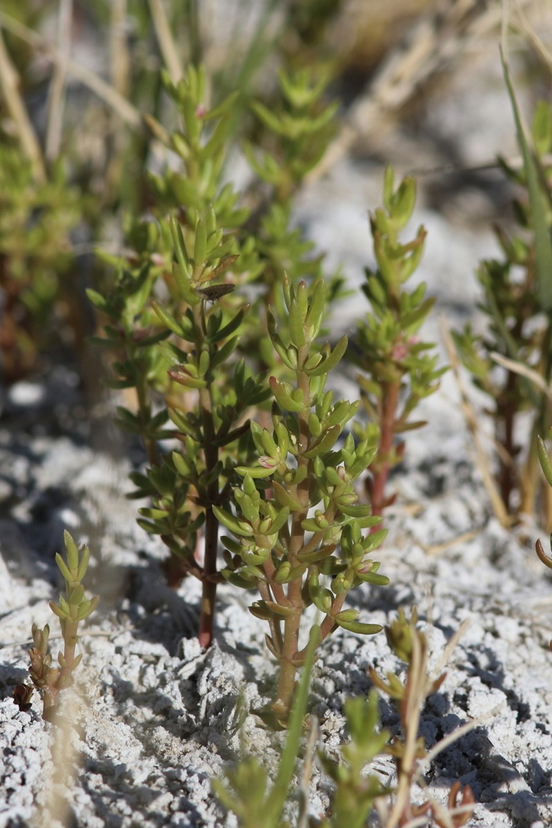 Boraxweed photo 6