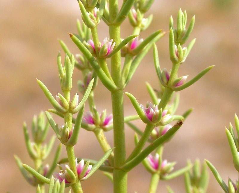 Boraxweed photo 7
